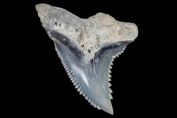 Snaggletooth Shark (Hemipristis) Tooth - Aurora, NC #179093